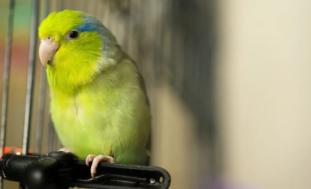 parrotlet price