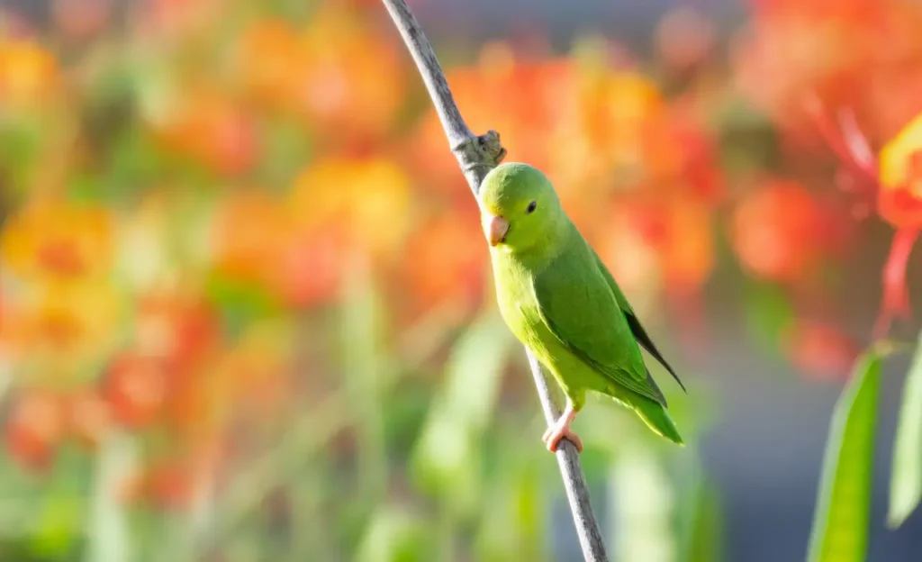 parrotlet size