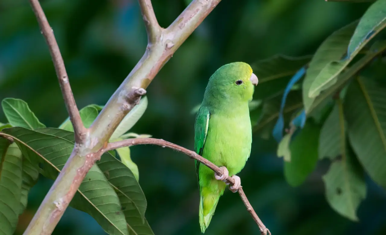 parrotlet