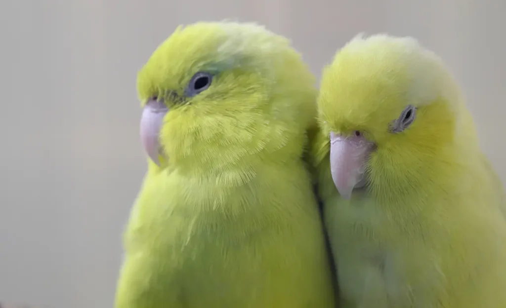 parrotlets