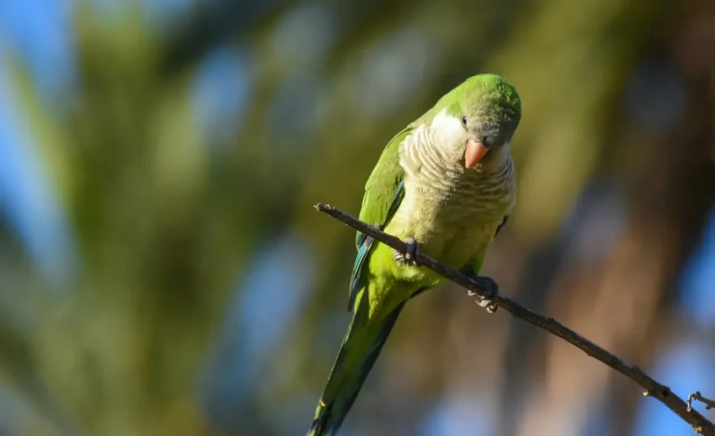 quaker bird