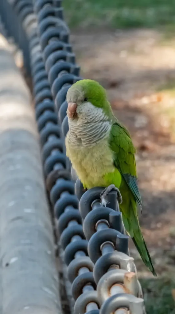 quaker parakeet
