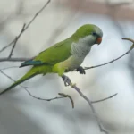 quaker parrot