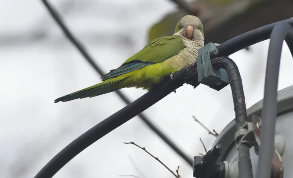 quaker parrot characteristics