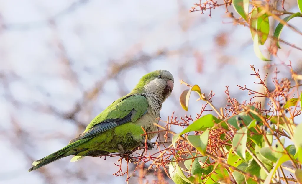 quaker parrot colors
