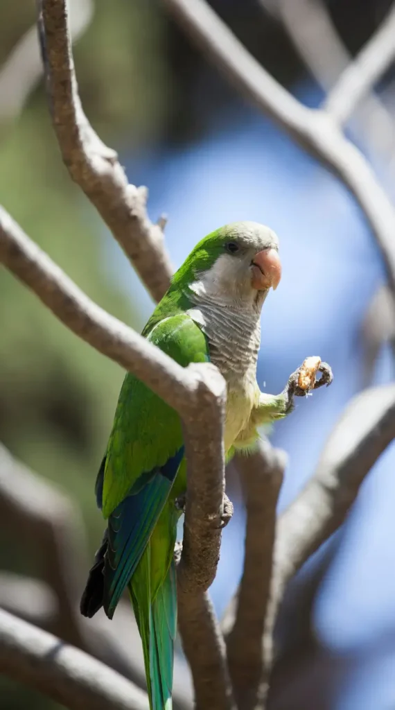 quaker parrot diet