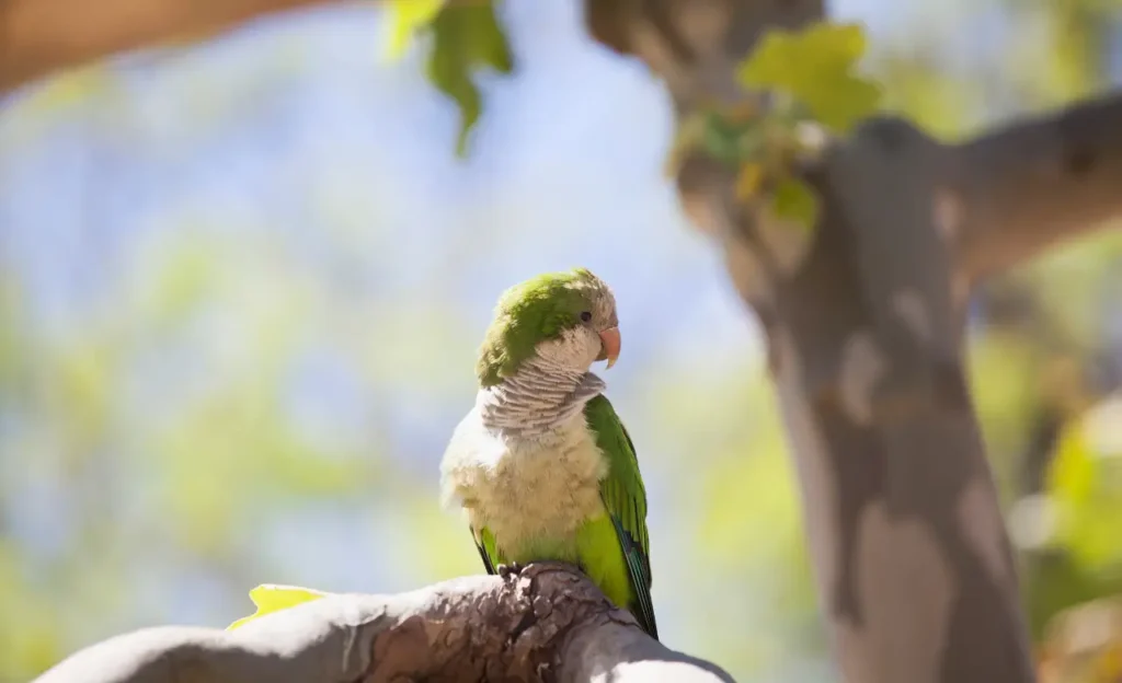 quaker parrot lifespan