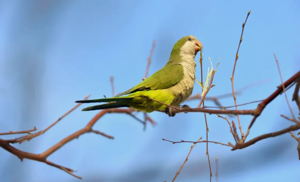 quaker parrot price