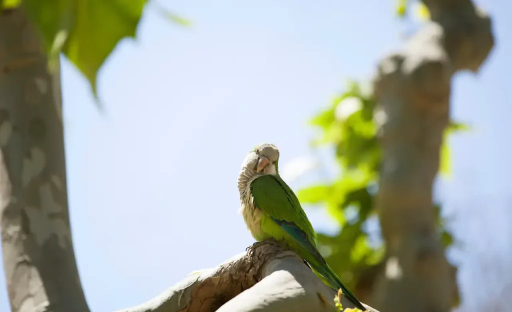 quaker parrot size