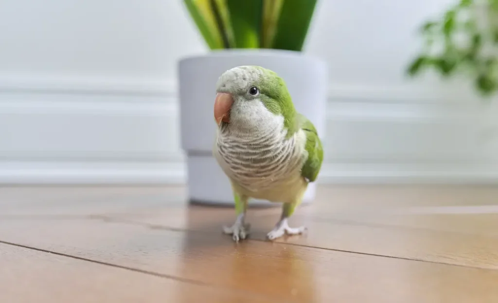 quaker parrot talking