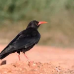 red-billed chough