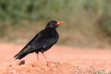 red-billed chough
