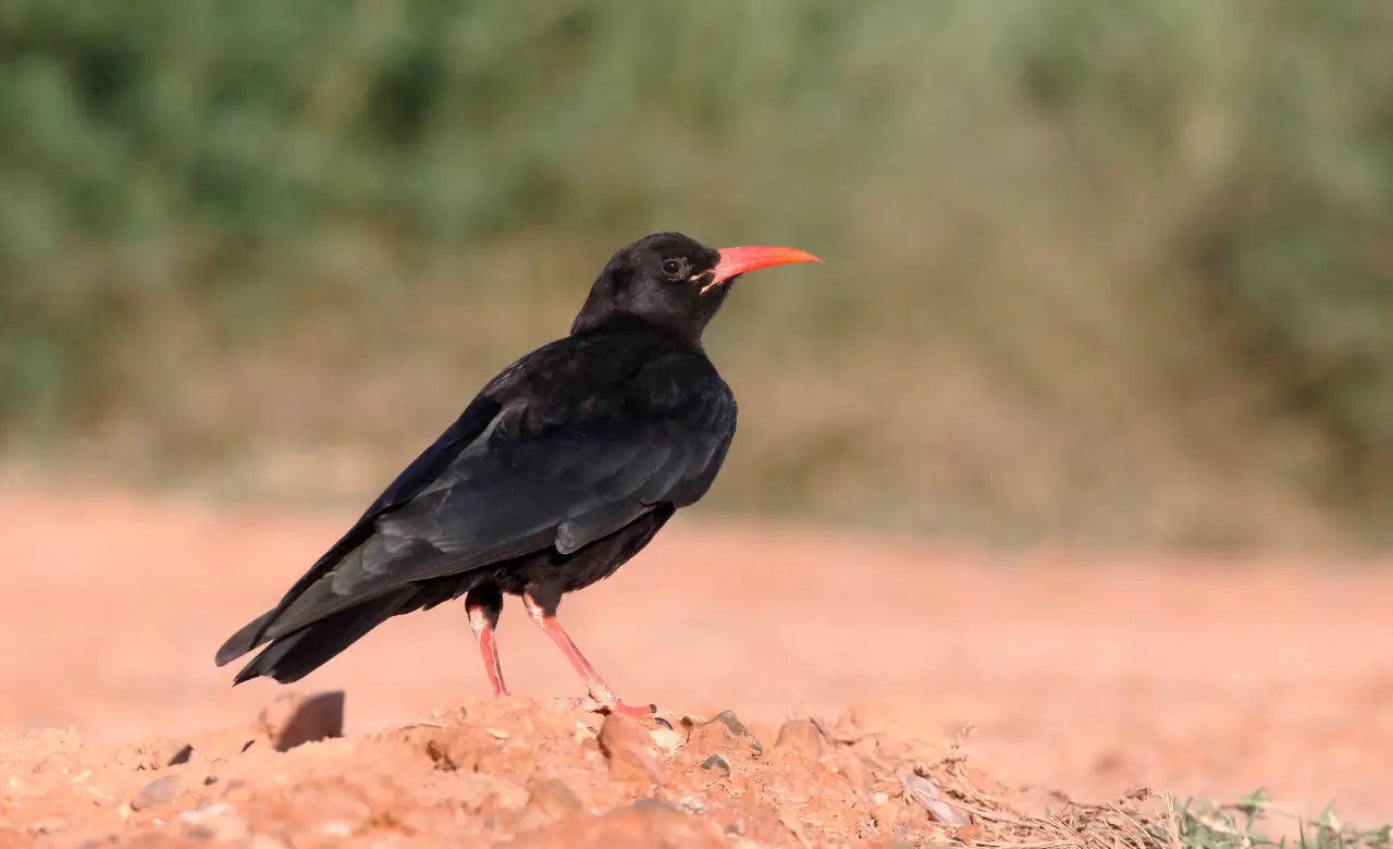 red-billed chough