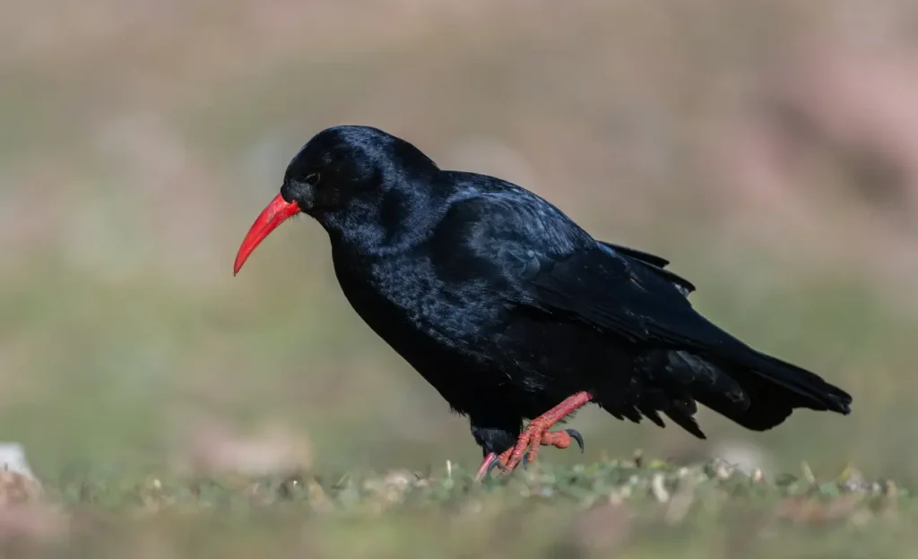 red billed chough
