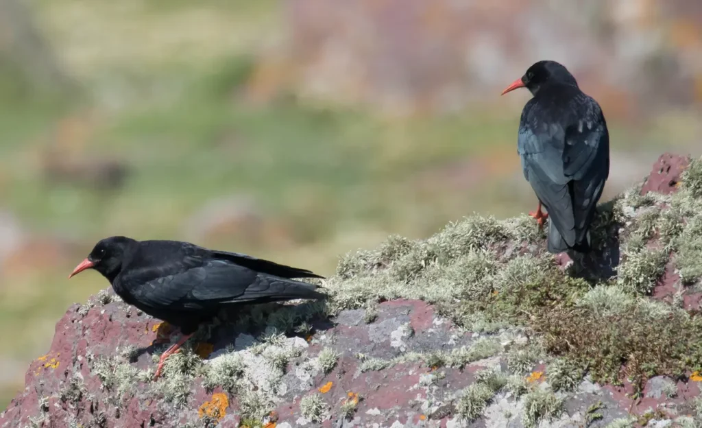 red billed chough call