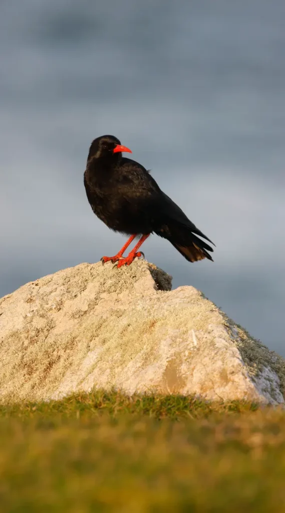 red-billed chough image