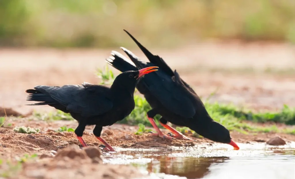 red-billed chough photo