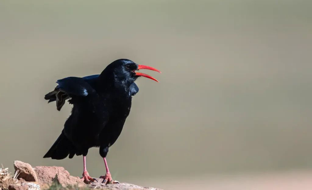 red-billed chough pyrrhocorax pyrrhocorax pic