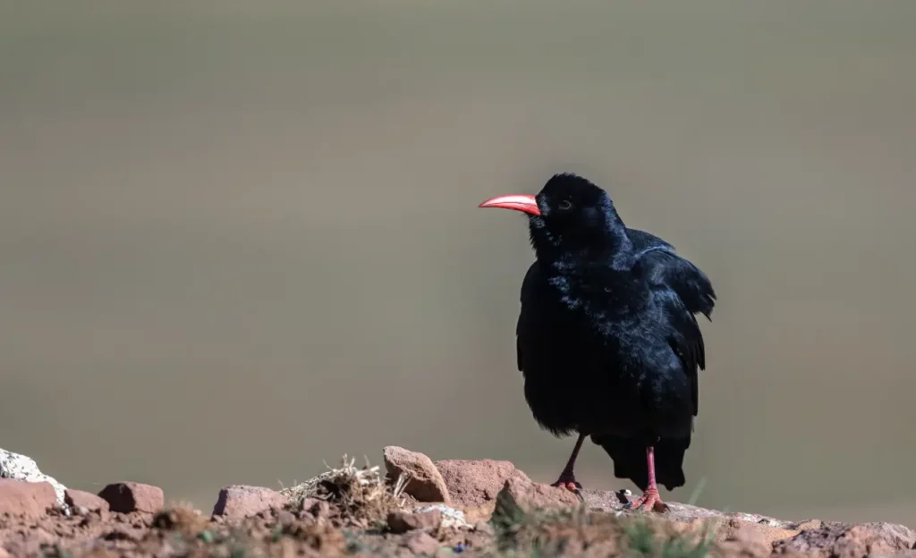 red-billed chough pyrrhocorax pyrrhocorax image
