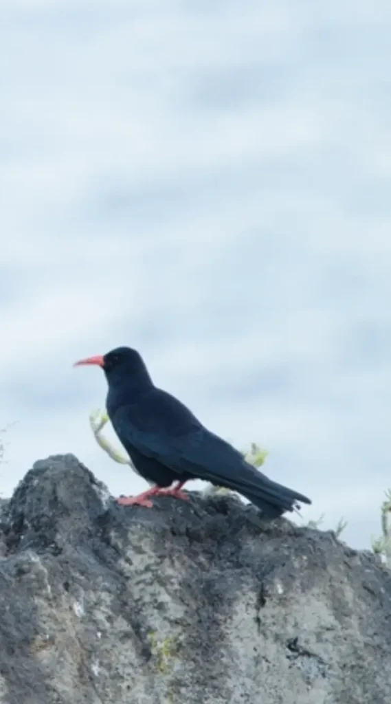 red-billed chough pyrrhocorax pyrrhocorax photo