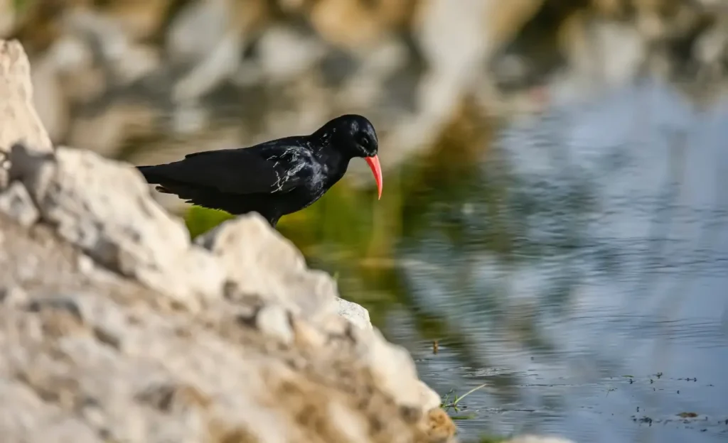 red-billed chough spiritual meaning