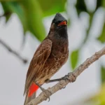 red vented bulbul bird