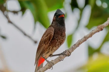 red vented bulbul bird