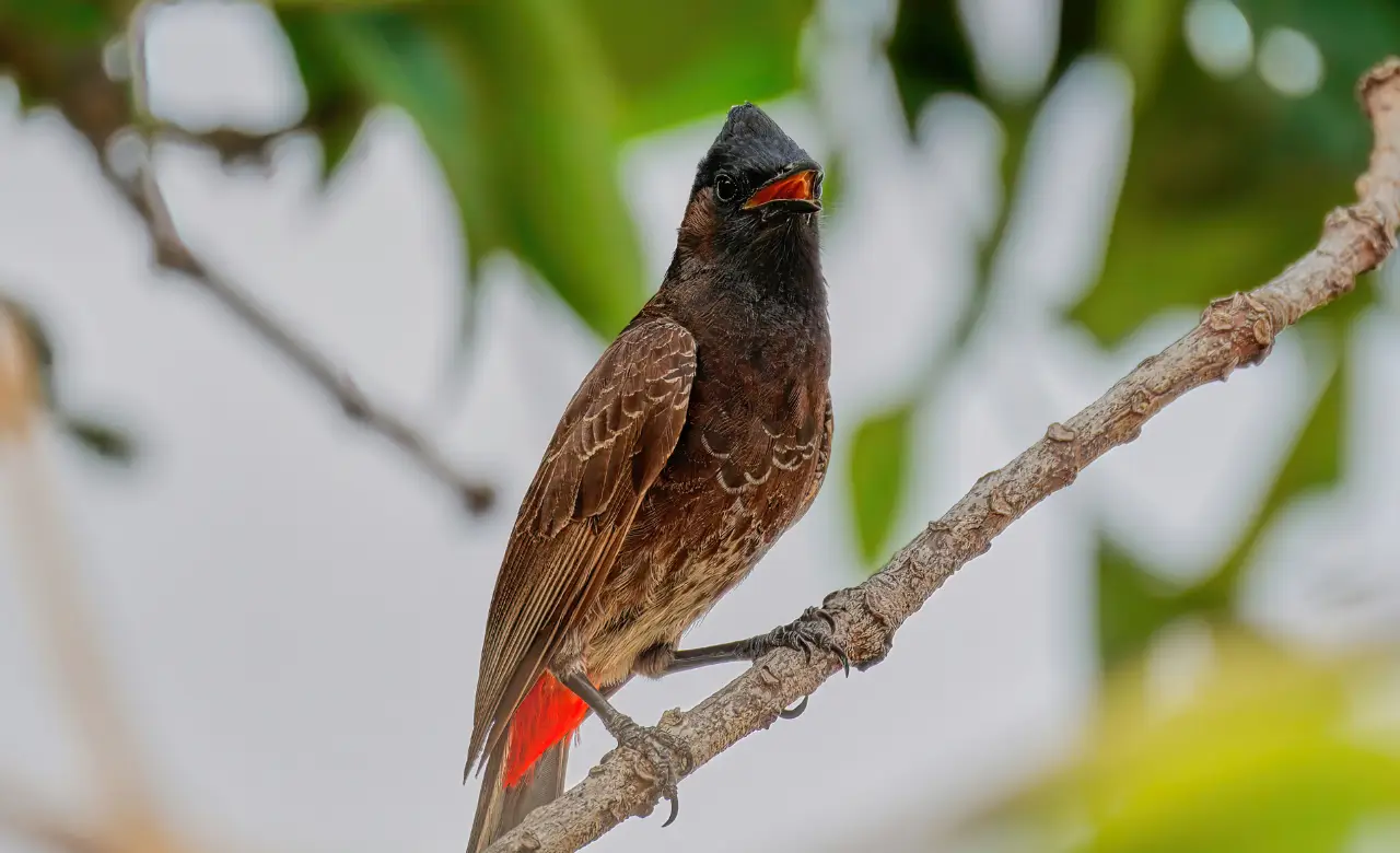 red vented bulbul bird