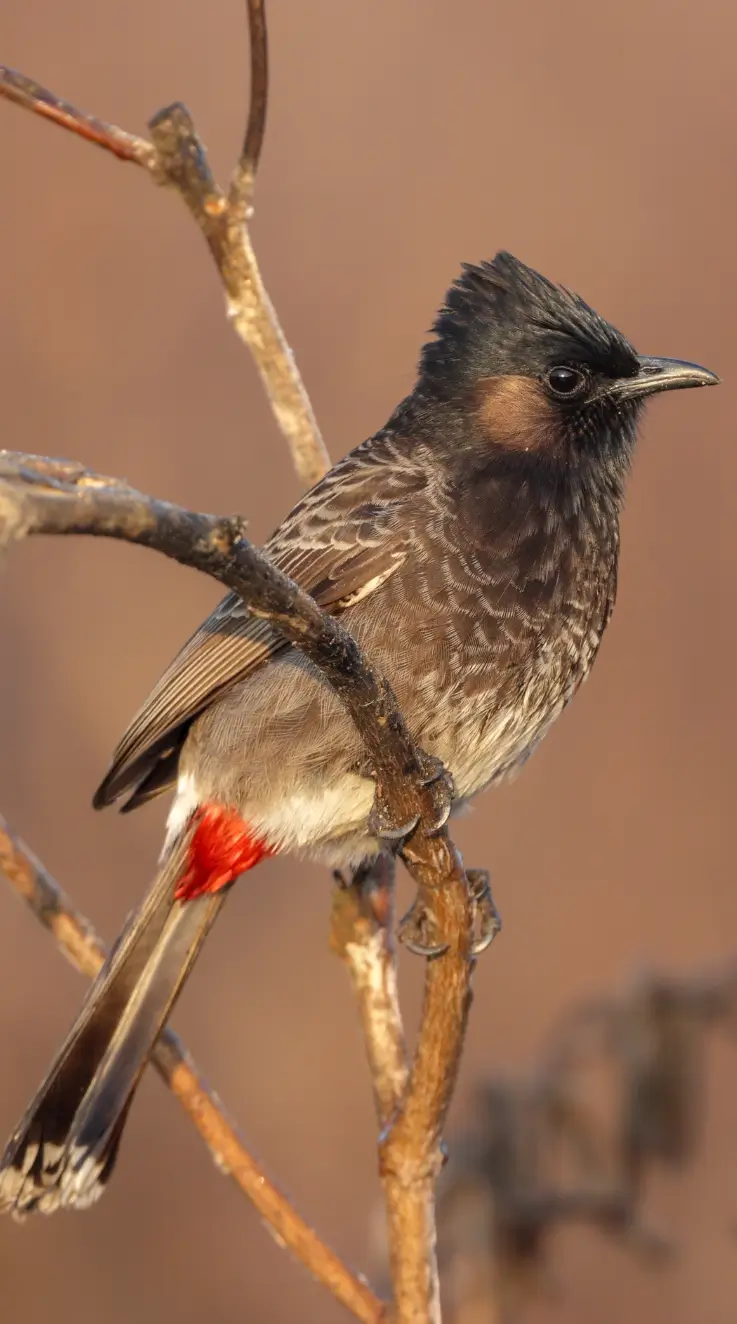 red vented bulbul eat