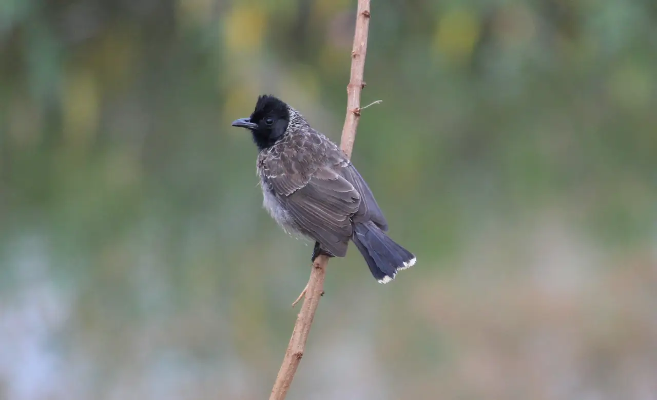 red vented bulbul facts