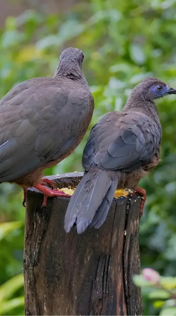 rufous-vented chachalaca birds
