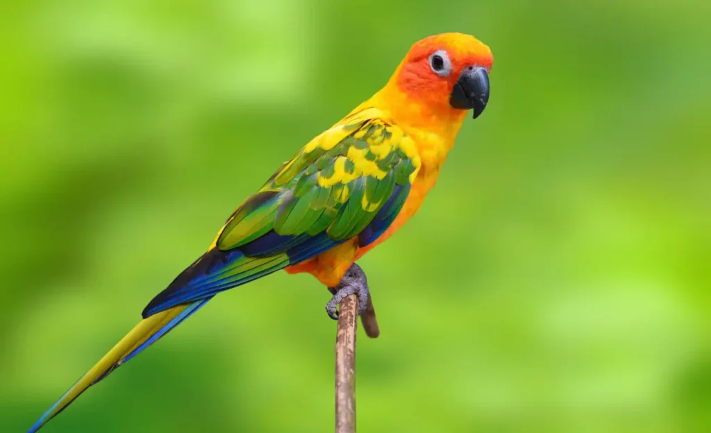 sun conure