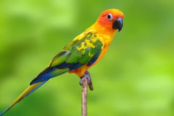 sun conure