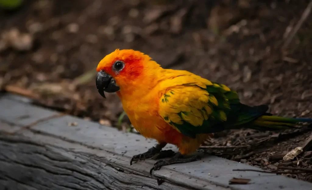 sun conure bird