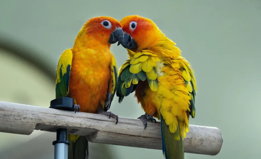 sun conure care
