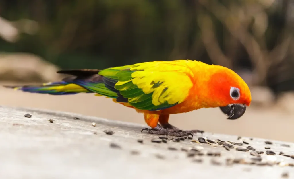 sun conure food