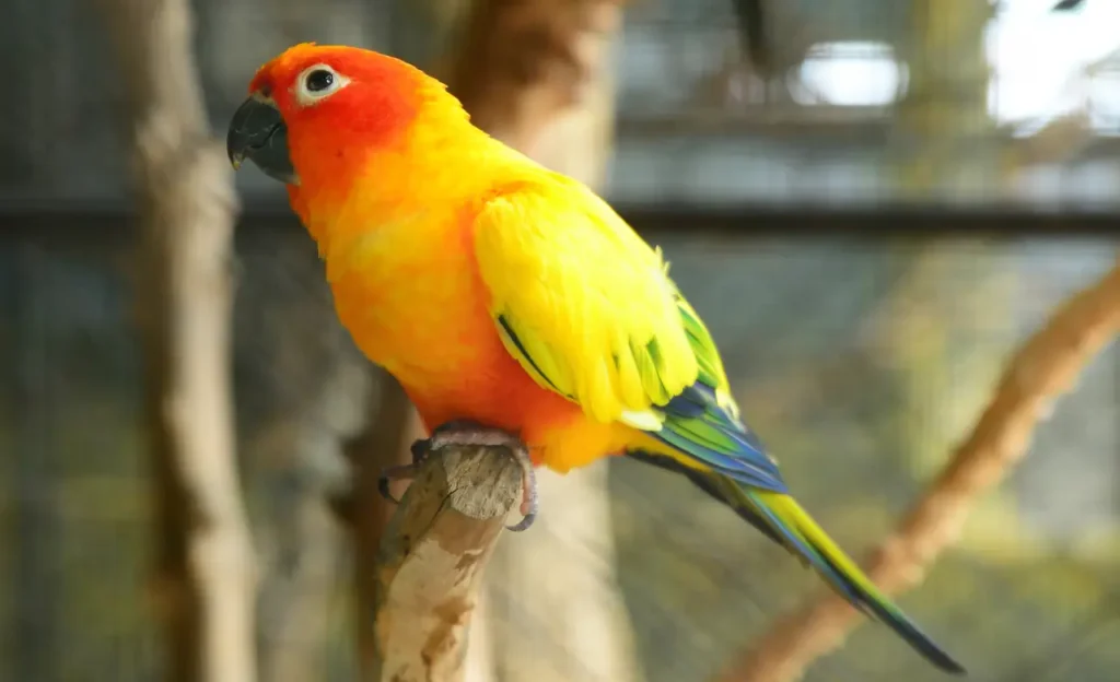 sun conure for sale