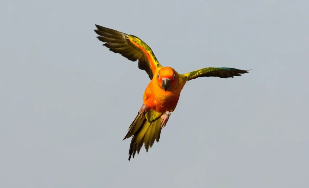 sun conure life expectancy