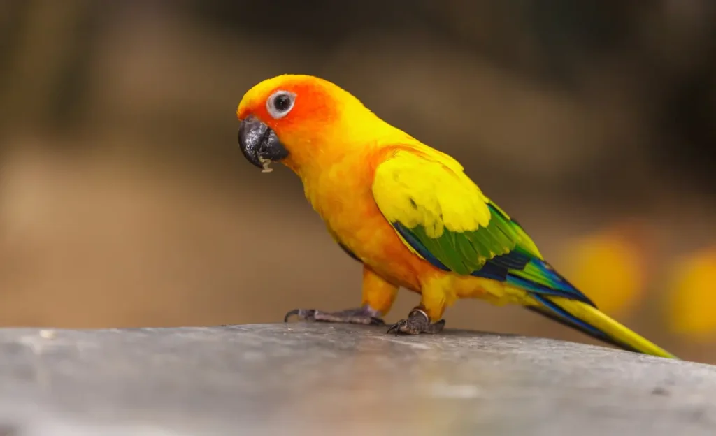 sun conure lifespan