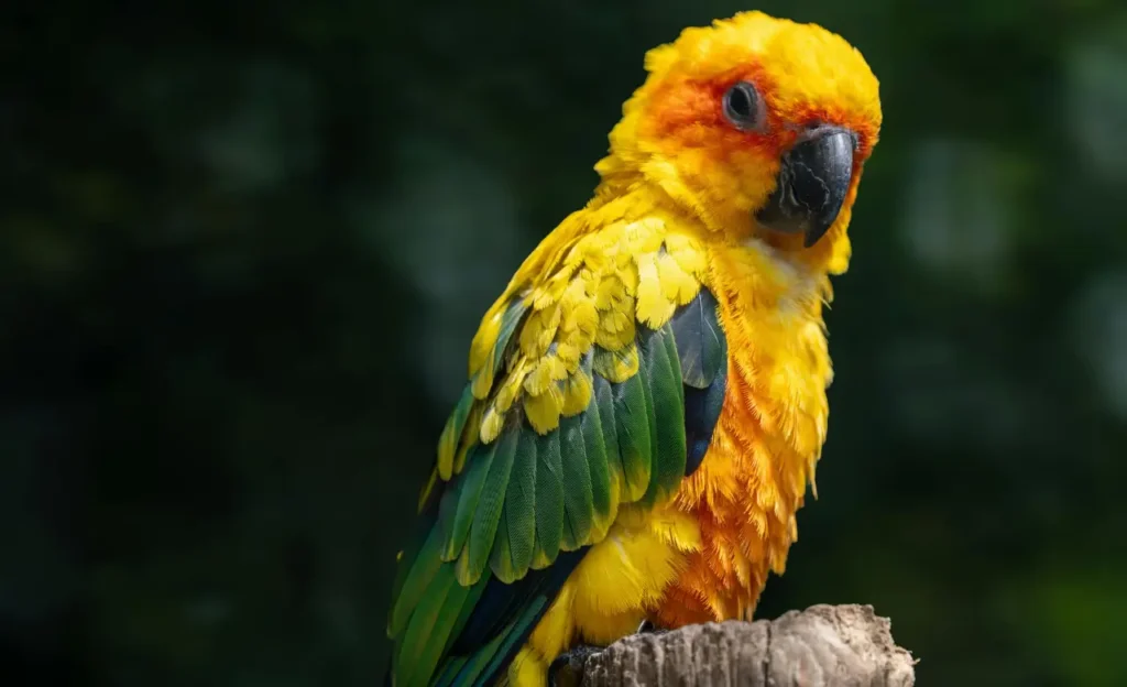 sun conure price
