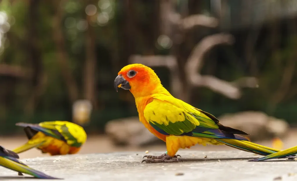 sun conure size
