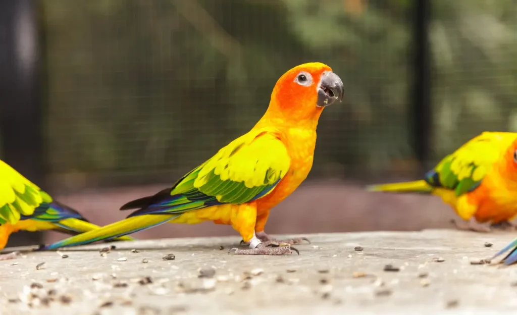 sun conure sounds