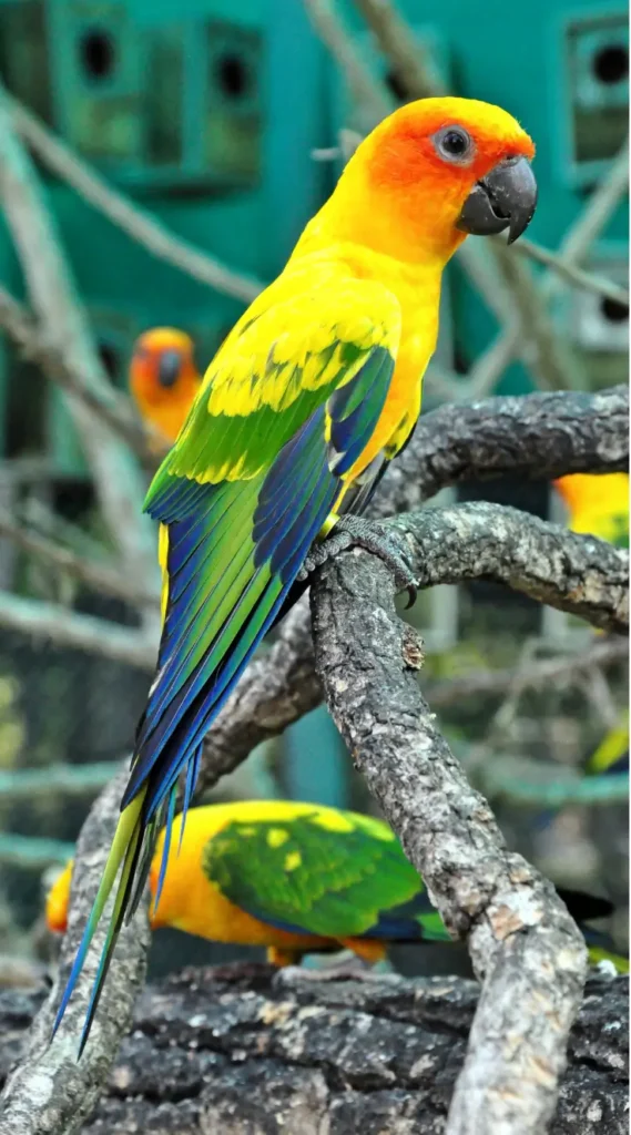 sun conure talk