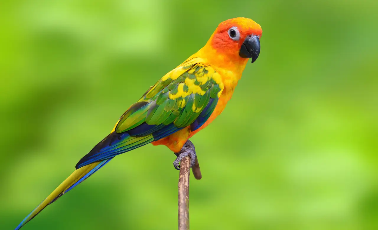 sun conure