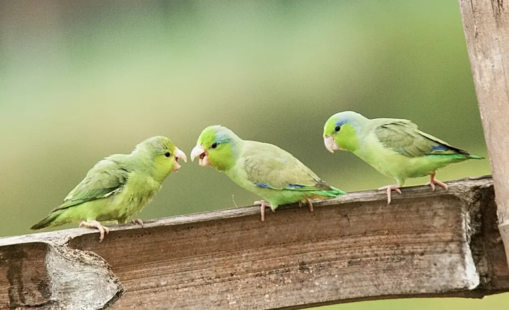 talk parrotlet