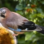 what does eurasian jay eat