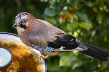 what does eurasian jay eat