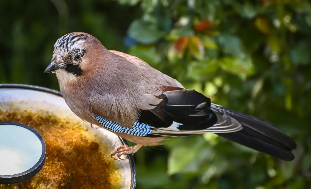 what does eurasian jay eat
