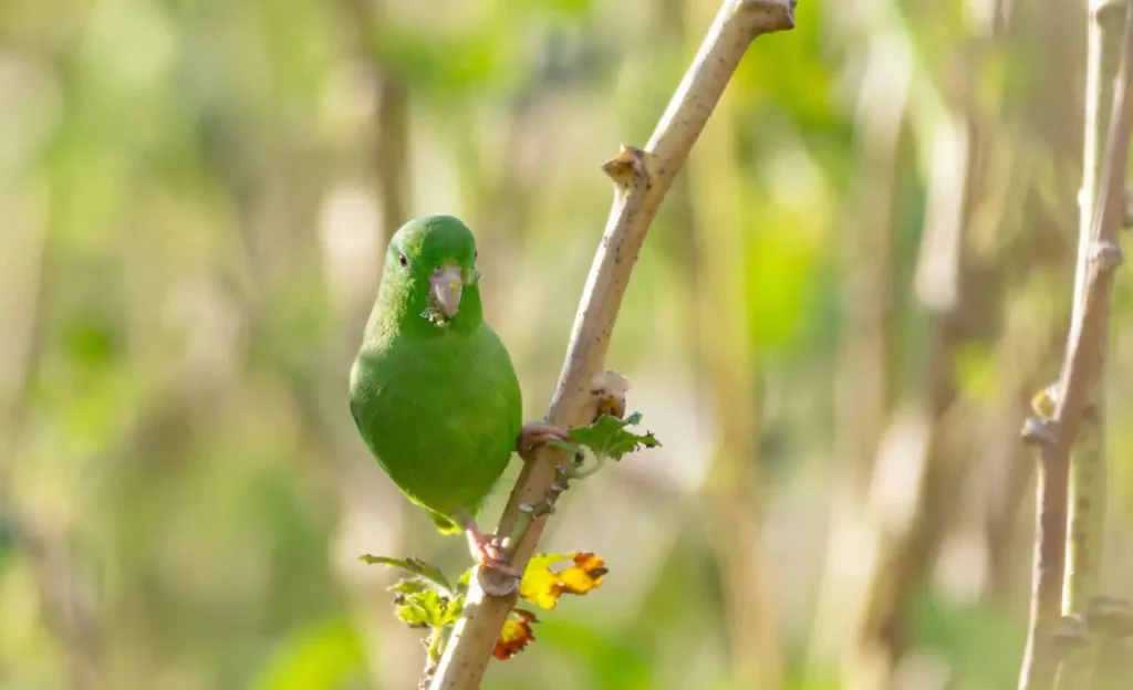 what is a parrotlet