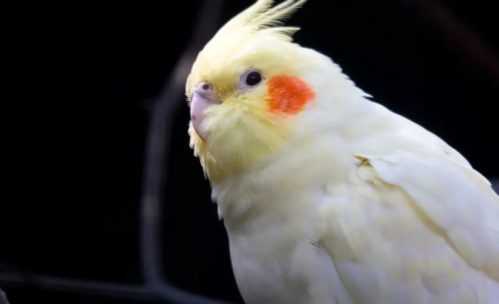 white cockatiel